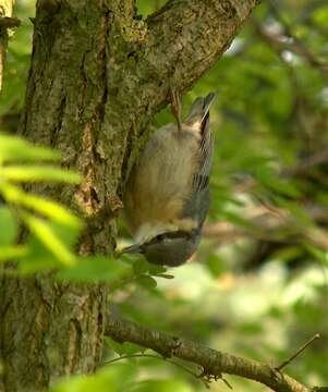 Image of Eurasian Nuthatch