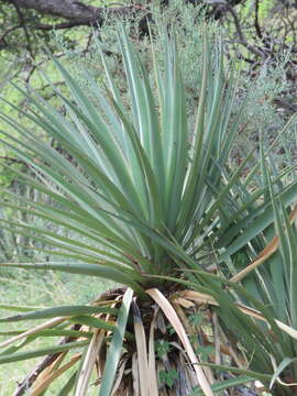 Image de Yucca madrensis Gentry