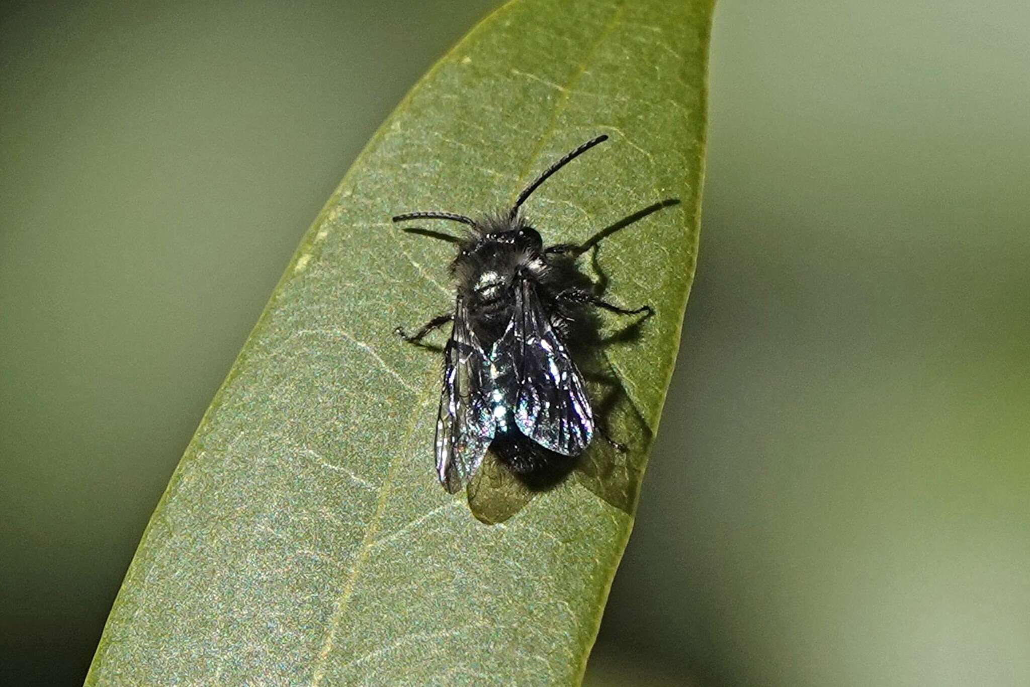 Image de Andrena cerasifolii Cockerell 1896