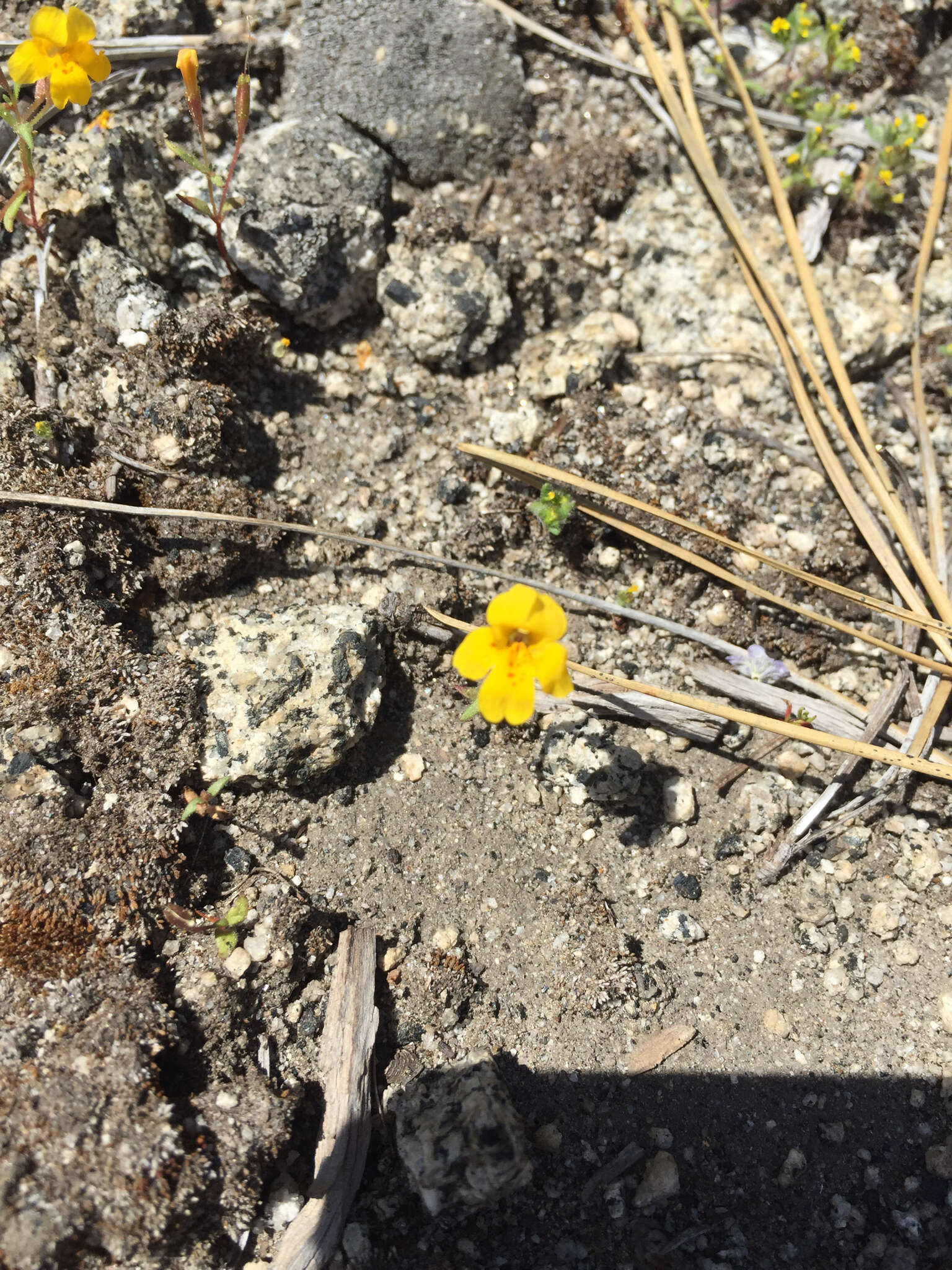 Image of mointain monkeyflower