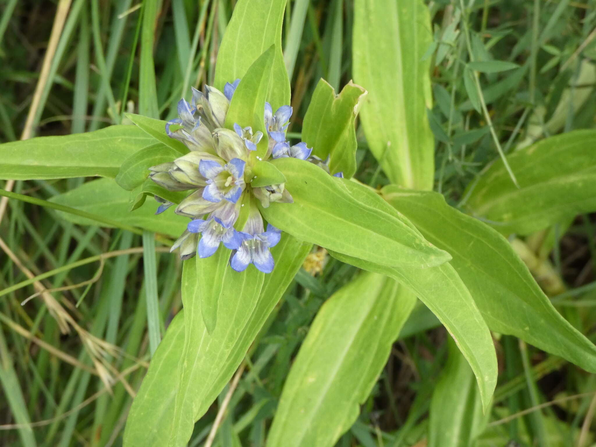 Image of Gentiana cruciata subsp. cruciata