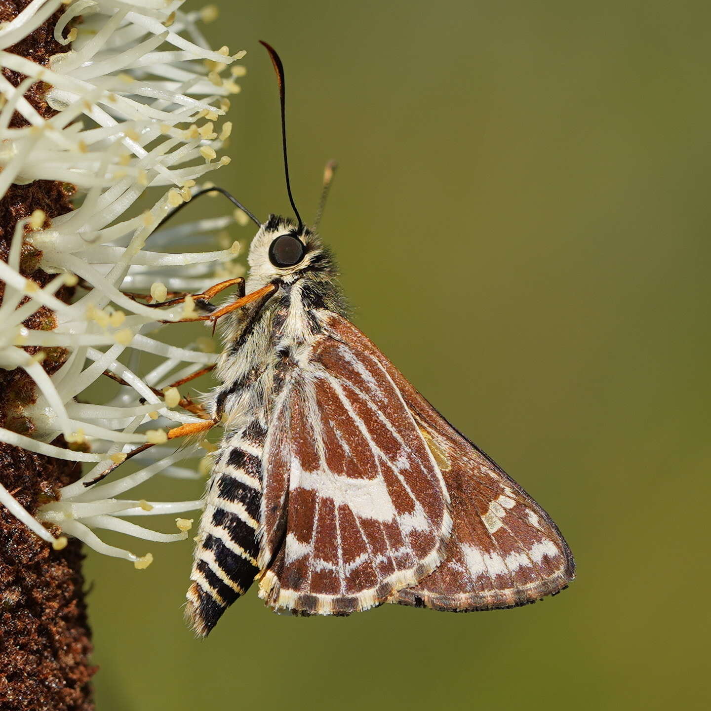 Hesperilla picta Leech 1815 resmi