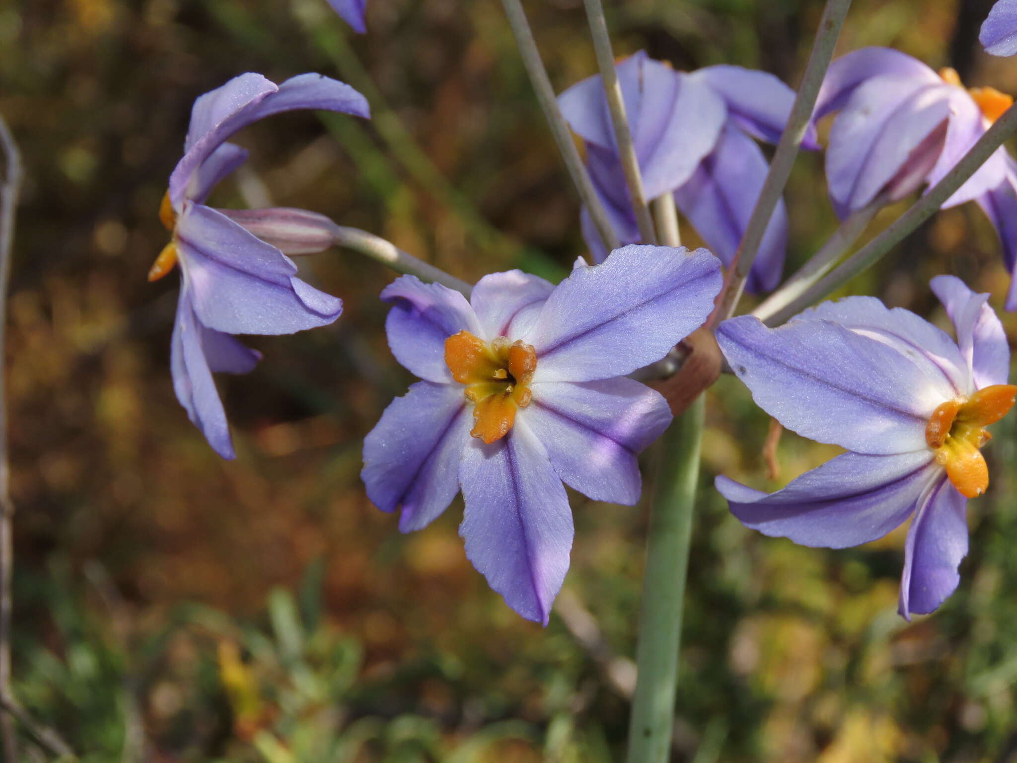 Imagem de Leucocoryne coronata Ravenna