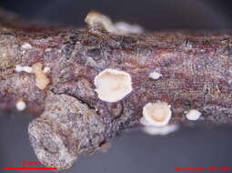 Image of Corticium minnsiae (H. S. Jacks.) Boidin & Lanq. 1983