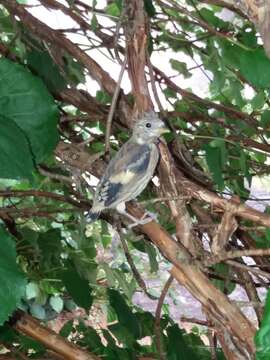 Carduelis carduelis carduelis (Linnaeus 1758)的圖片