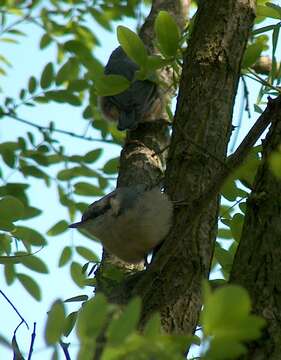 Image of Eurasian Nuthatch