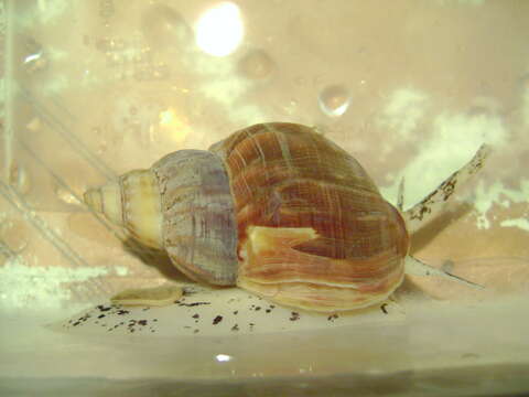 Image of Common whelk