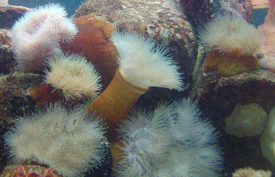 Image of brown sea anemone