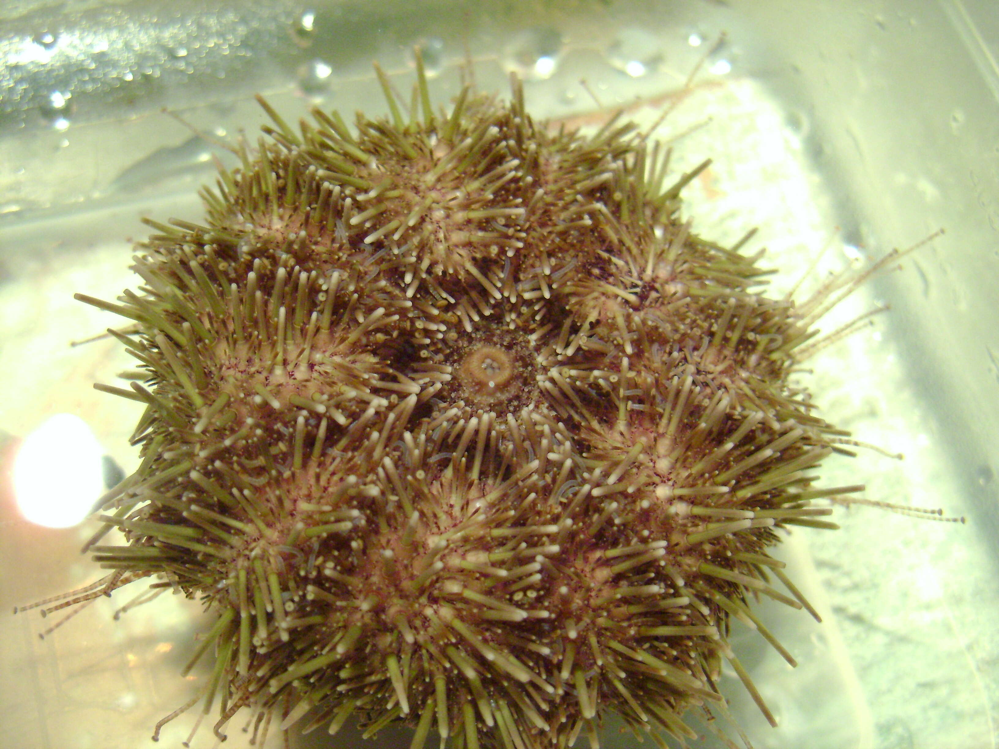 Image of green sea urchin