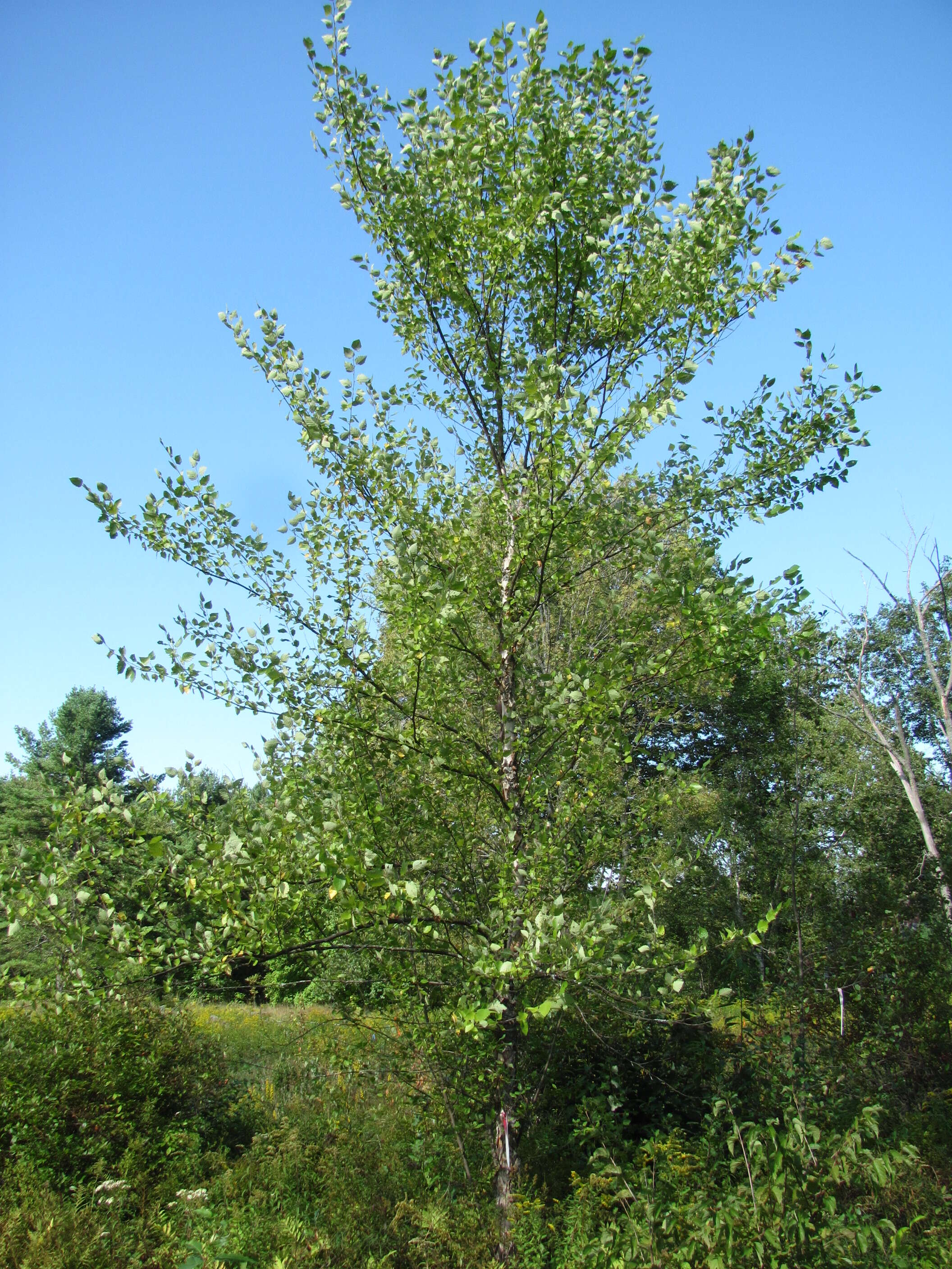 Image of Black Birch