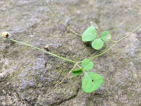 Image of island pea