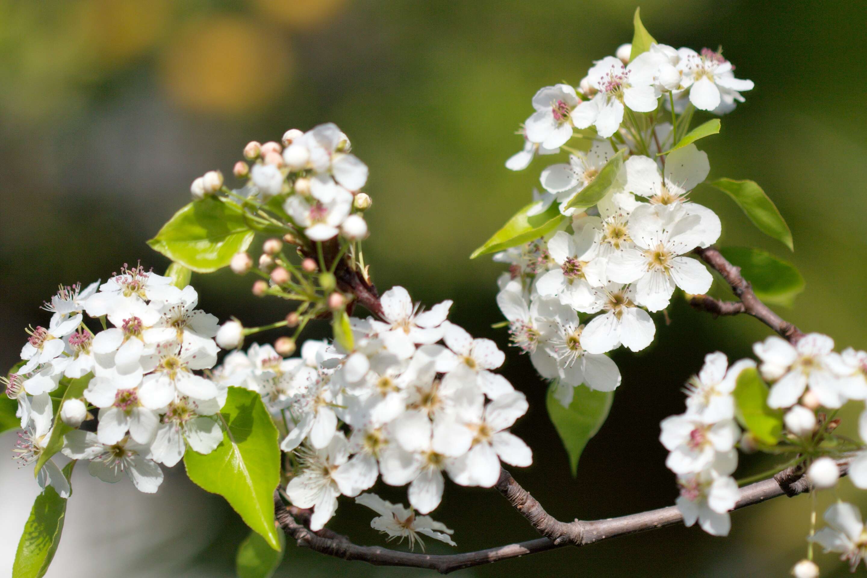 Plancia ëd Pyrus calleryana Decne.