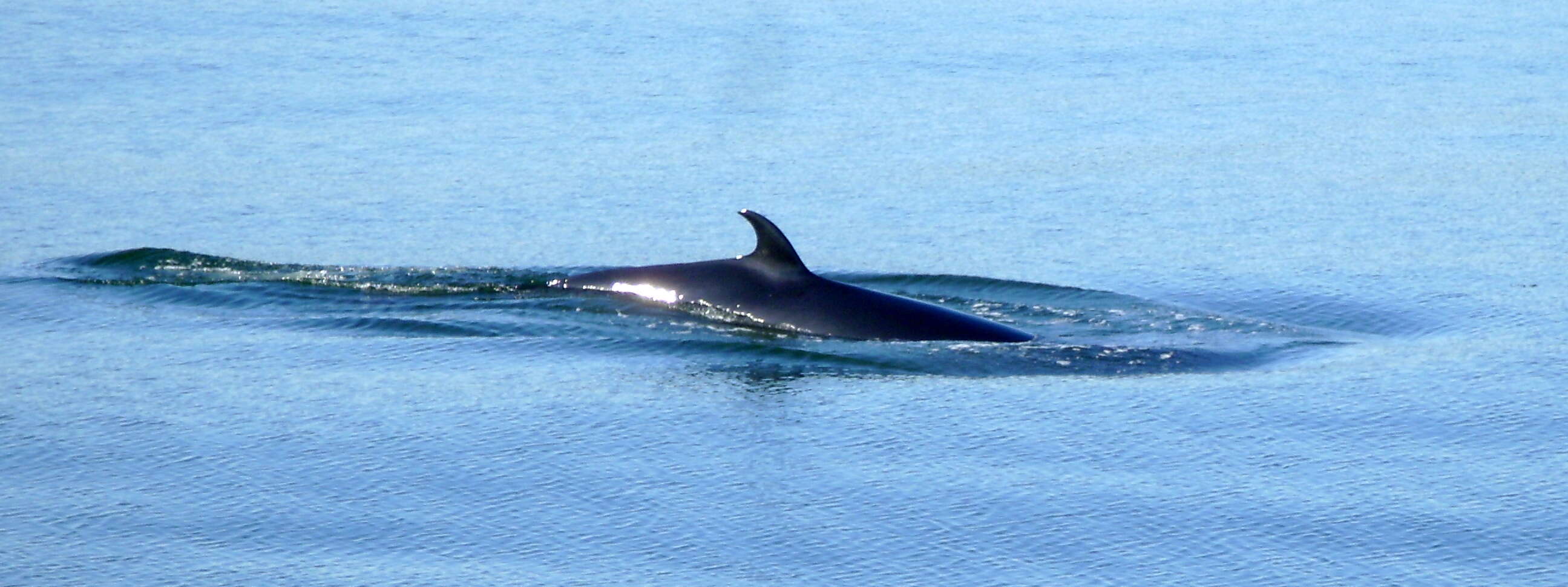 Image of Common Minke Whale