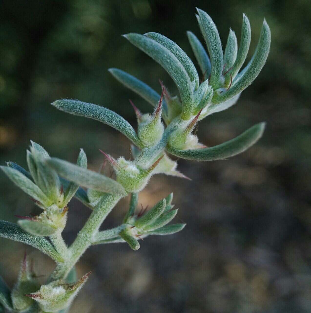 Image de Sclerolaena diacantha (Nees) Benth.