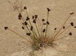 Image of Juncus dregeanus subsp. dregeanus