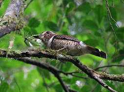 Image of Aspidonotus