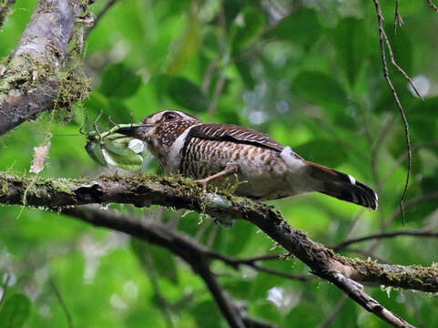 Image of Aspidonotus