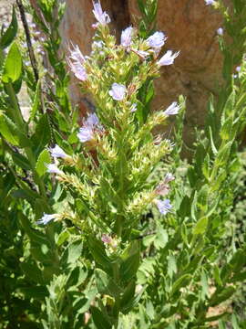 Lobostemon laevigatus (L.) Buek resmi