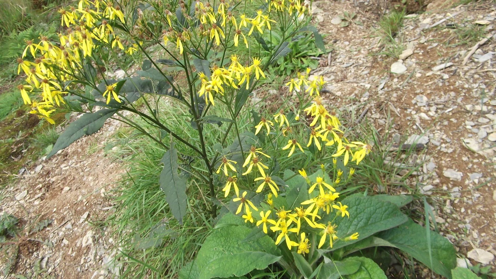 Senecio nemorensis (rights holder: Cwmhiraeth)