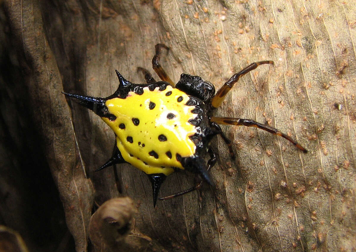 Image of Hasselt's Spiny Spider