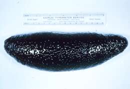 Image de Holothurie noire de Mer Rouge
