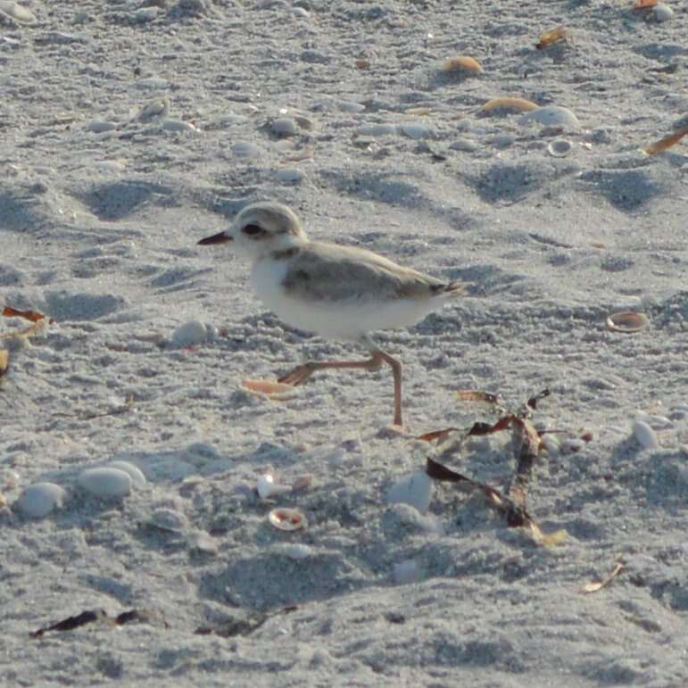 Image of Snowy Plover