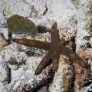 Image of Orange sea star