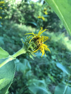 Image of Inula racemosa Hook. fil.