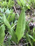 Image of Solidago rigida subsp. glabrata (Braun) S. B. Heard & J. C. Semple