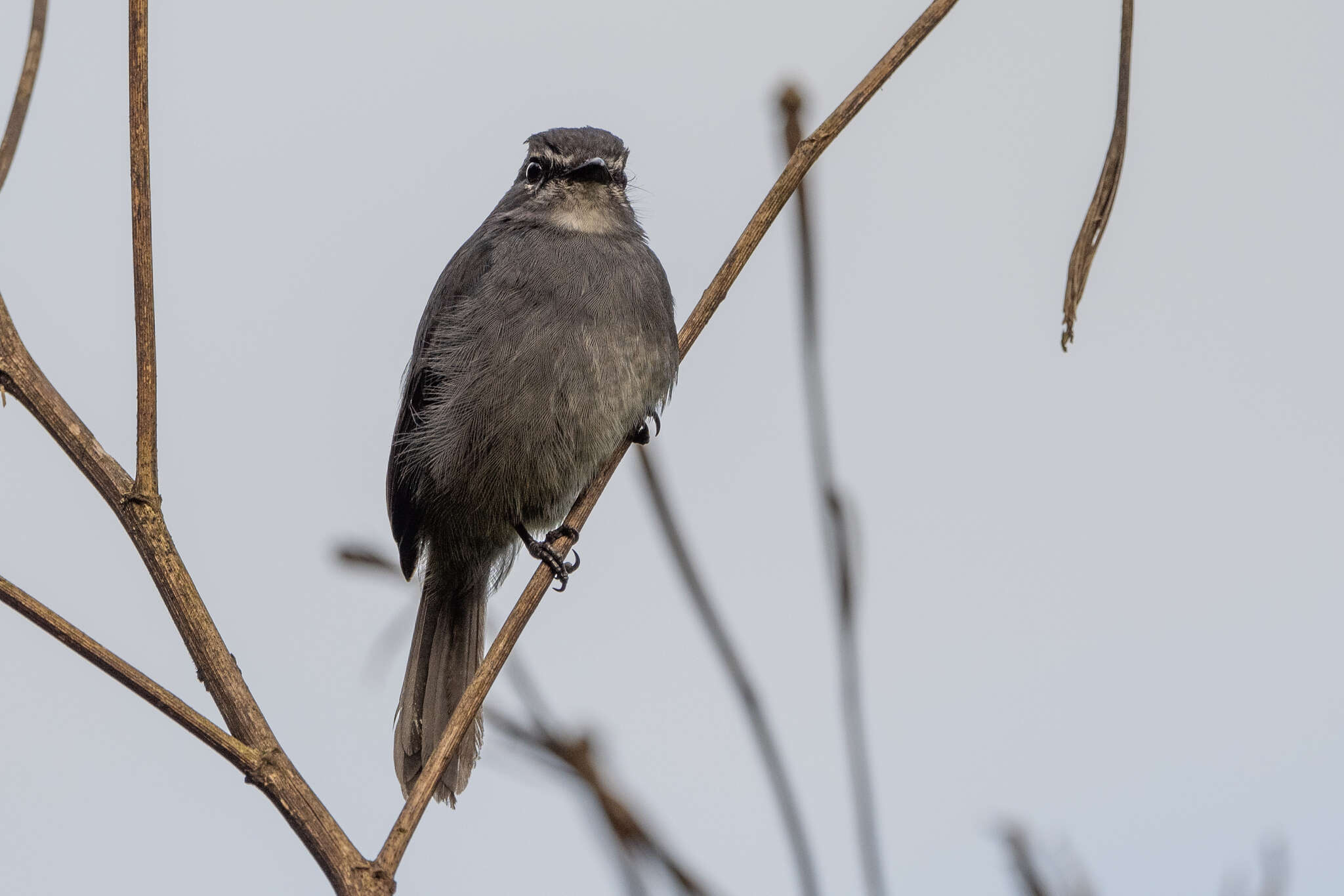 Image de <i>Bradornis comitatus</i>