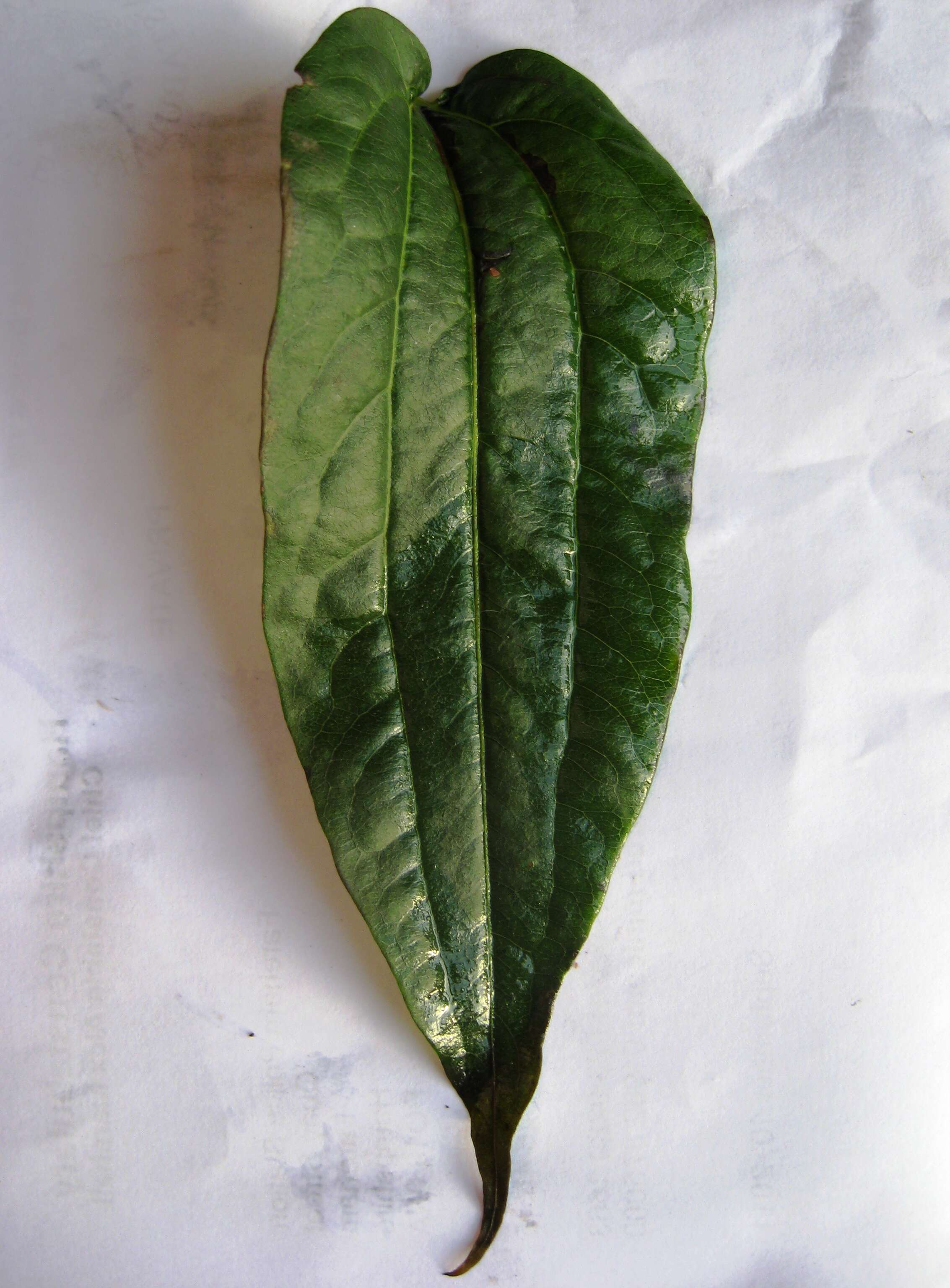 Image of Heptacodium