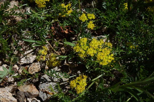 Image of alpine oreoxis