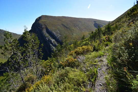 Image of Mountain cedar