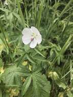 Image of white checkerbloom