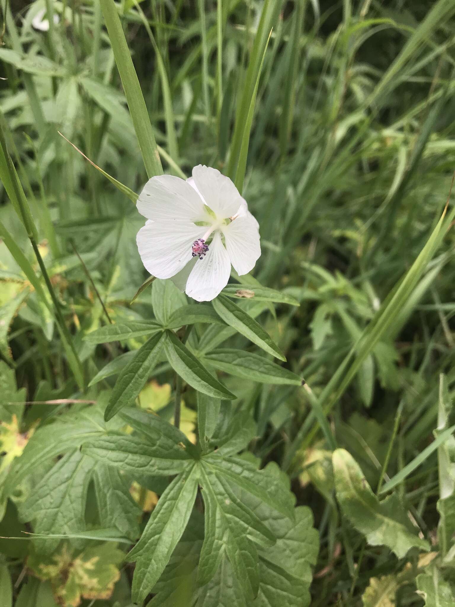 Image of white checkerbloom