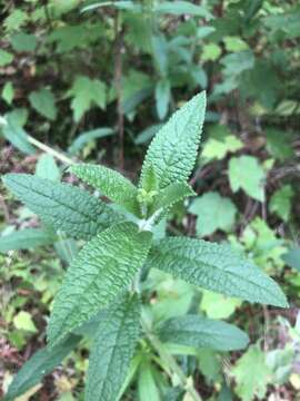 Слика од Stachys matthewsii G. P. Fleming, J. B. Nelson & J. F. Towns.