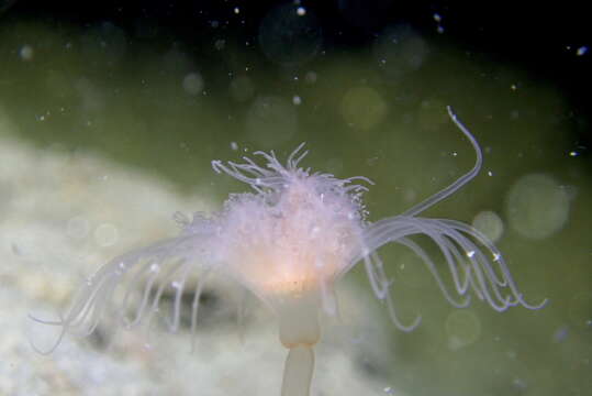 Image of fairy palm hydroid