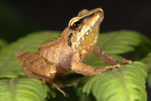 Image of Pristimantis pharangobates (Duellman 1978)