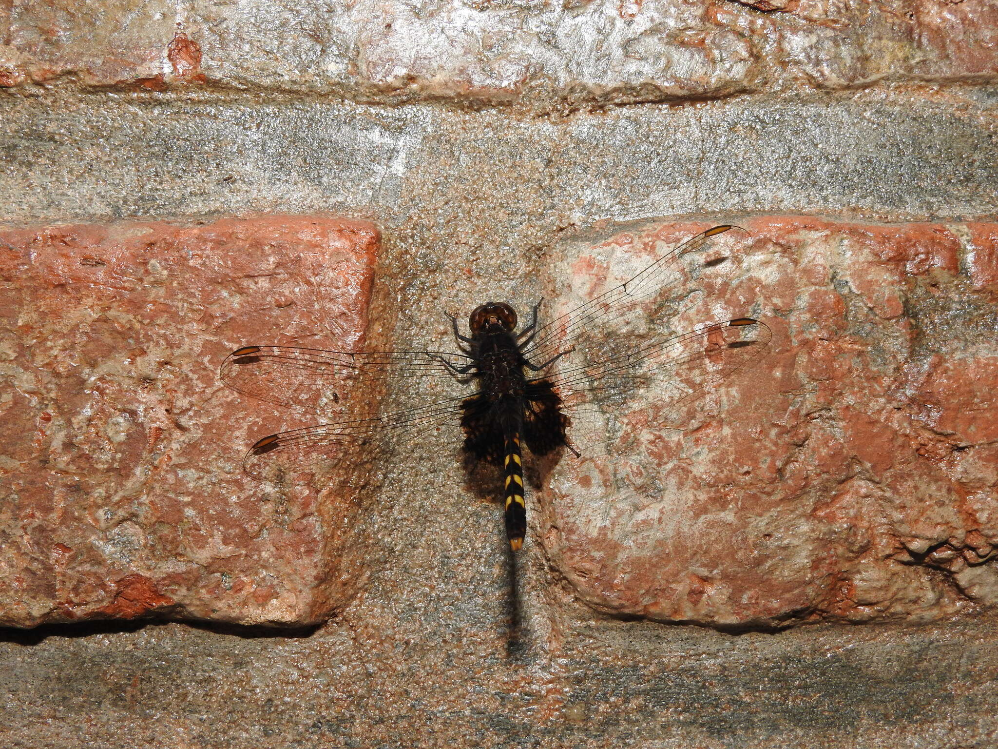 Image of Black Pondhawk