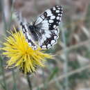 Imagem de Melanargia larissa Hübner 1827