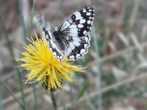 Image of Melanargia larissa Hübner 1827