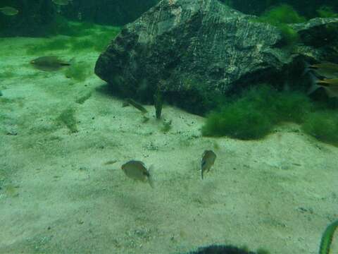 Image of African Long-finned Tetra