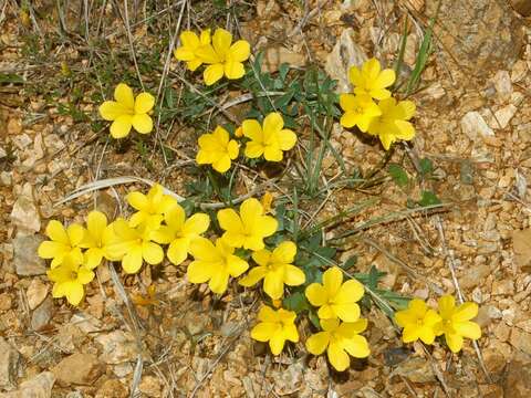 Image de Linum campanulatum L.