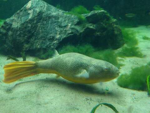 Image of Fresh Water Puffer Fish