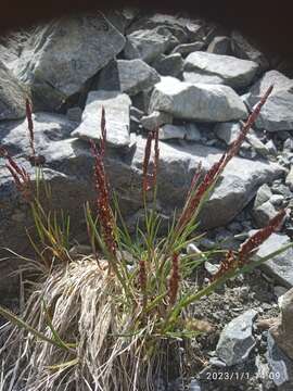 Image of Agrostis muelleriana Vickery