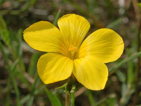 Imagem de Linum campanulatum L.