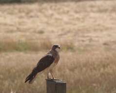 Image of Swainson's Hawk