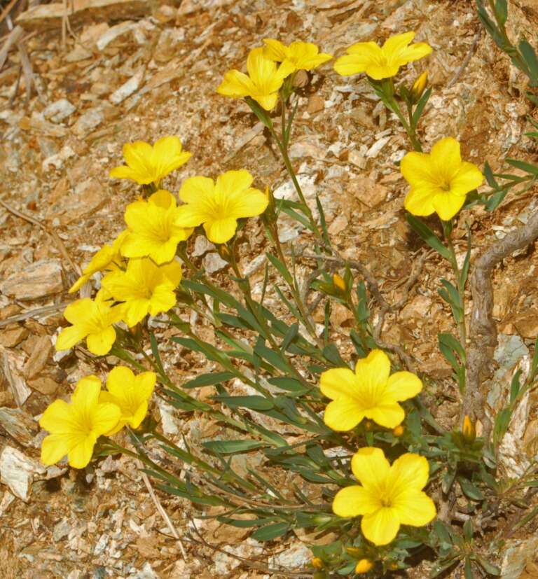 Imagem de Linum campanulatum L.