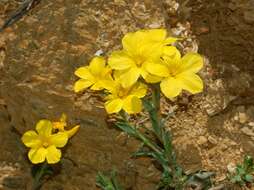 Imagem de Linum campanulatum L.