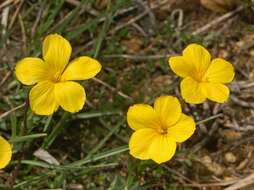 Imagem de Linum campanulatum L.